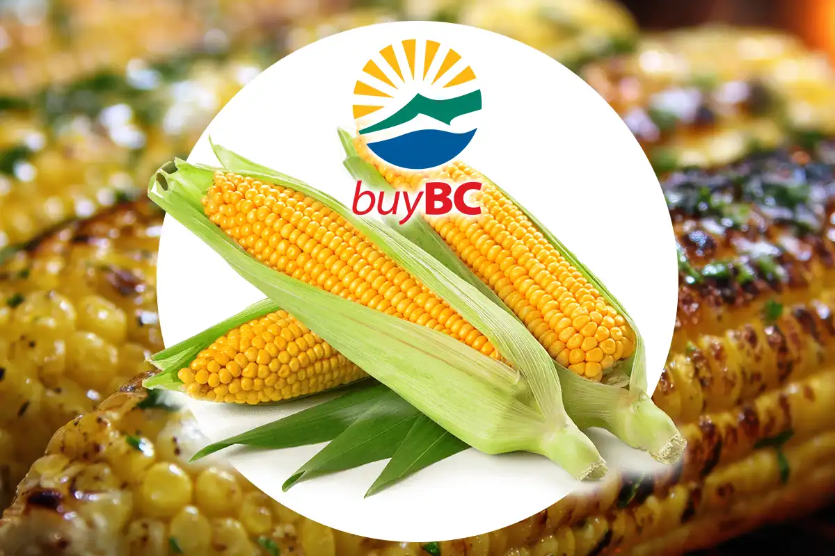 BC Corn on the Cob