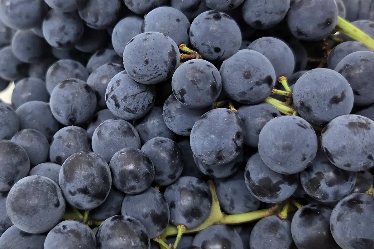 BC Grown Coronation Grapes