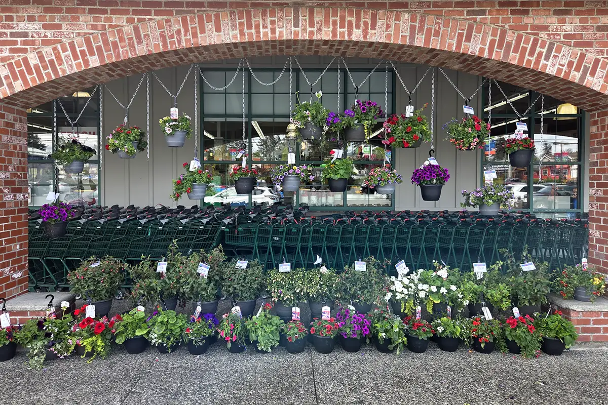 Hanging Flower Baskets